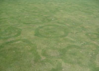 Fairy Rings Type 2